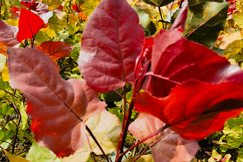 东方彩韵为你解惑：彩叶植物的特点有哪些？