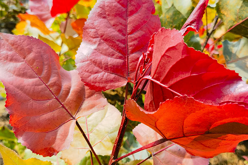 东方彩韵的栽培技术有哪些？