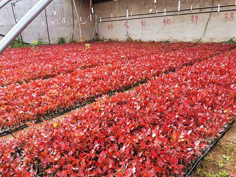 什么是东方彩韵？