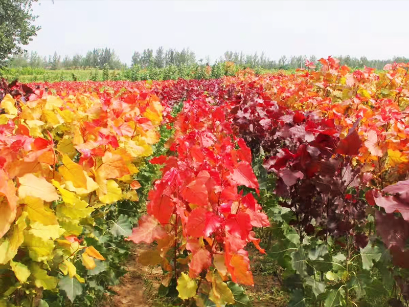 东方彩韵，四代中国彩叶杨树十年优培始见芳华