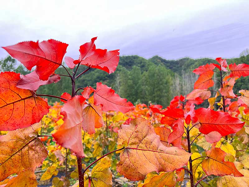 什么是东方彩韵？