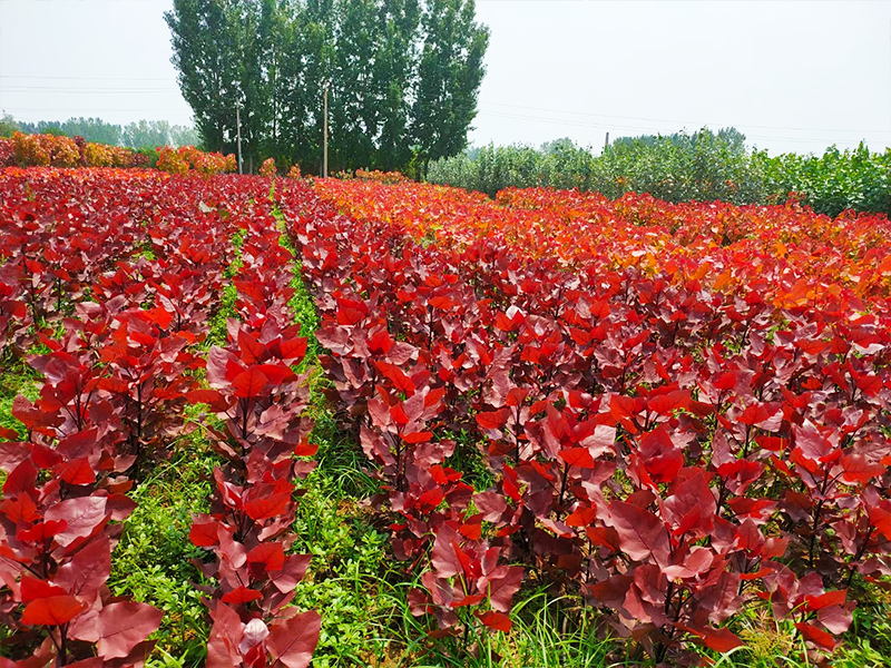 美哉，醉美“变色树”——东方彩韵